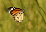Striper Tiger Butterfly in flight