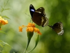 Male Blue Moon Butterfly & Common Crow Butterfly