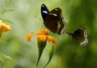 Male Blue Moon Butterfly & Common Crow Butterfly