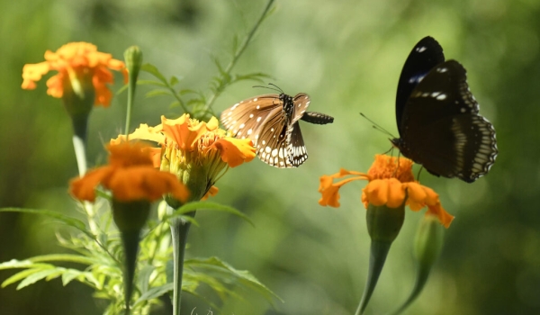 Common Crow Butterfly & Blue Moon Butterfly