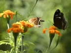 Common Crow Butterfly & Blue Moon Butterfly