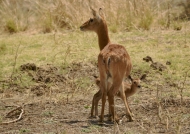 Mother Puku and his baby – mother still hanging umbilical cord, so less than 1 day old
