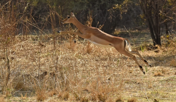 Female Impala jumping