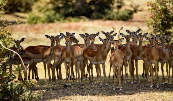 Herd of female Impalas