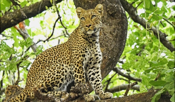 Leopard – young male