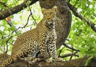 Leopard – young male