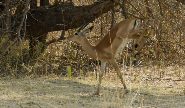 Male Impala jumping