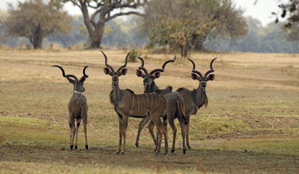 Small bachelor group of male Greater Kudus – different age and size