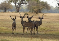 Small bachelor group of male Greater Kudus – different age and size