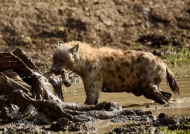 Spotted Hyena cleaning up a Buffalo carcass