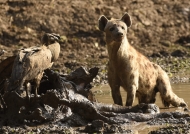 Spotted Hyena near a Buffalo carcass