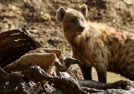 Spotted Hyena near a Buffalo carcass