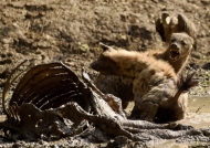 Spotted Hyenas fighting for food, near a Buffalo carcass