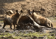 Spotted Hyenas near a Buffalo carcass