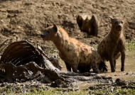 Spotted Hyenas near a Buffalo carcass