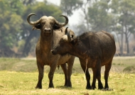 African Buffaloes – male (left) & female (right)