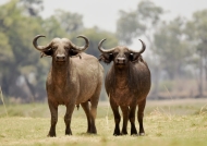African Buffaloes – male (left) & female (right)