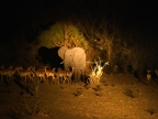 African Bush Elephant and Impalas in the night