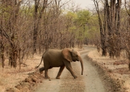 African Bush Elephant calf