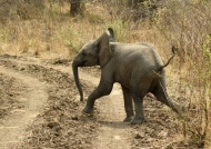 African Bush Elephant calf