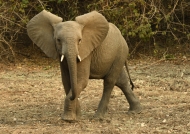 African Bush Elephant – young