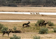 African Wild Dogs – Pukus and Luangwa River in the background