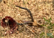 Carcass of a male Impala eaten by African Wild Dogs