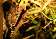 Curious Leopard cub – 3 to 4 months old