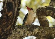 Brown-hooded Kingfisher – subadult male