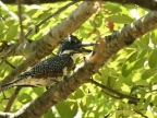 Giant Kingfisher – subadult female