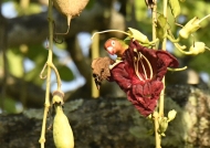 Lilian’s Lovebird feeding on Sausage tree flower