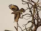 African Hawk-eagle – female