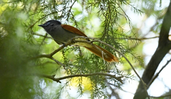 African Paradise Flycatcher – female