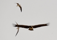 Martial Eagle attacked by 2 African Skimmers (they lay eggs on the sand…..)