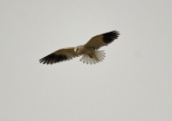 Black-winged Kite – hunting – searching a prey (mouse, snake, small bird) by hovering in the air