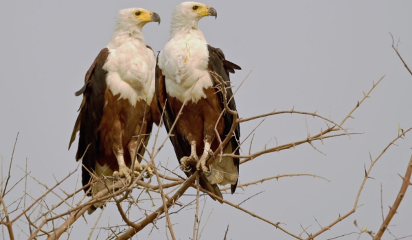 African Fish Eagles – female on the left