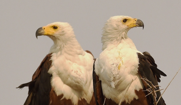 African Fish Eagles – female on the left