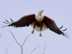 African Fish Eagle – female