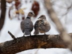 Ring-necked Doves – couple – female on the left