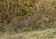 Female Leopard hunting in the morning
