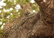 Leopard cub – 3 to 4 months old