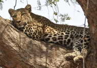 Leopard – female