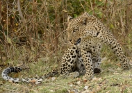 Leopard – female