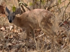 Male Sharpe’s Grysbok with small horns – adult – smallest antelope in South Luangwa N.P.