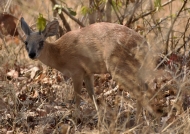 Male Sharpe’s Grysbok with small horns – adult – smallest antelope in South Luangwa N.P.