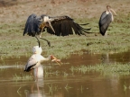 Marabou Stork arriving for a Catfish catch…