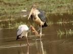 Marabou Stork looking carrefully after the Catfish catch
