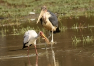 Marabou Stork looking carrefully after the Catfish catch