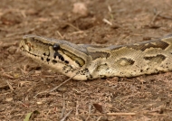 Southern African Python – young – 2 meters