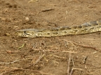 Southern African Python – young